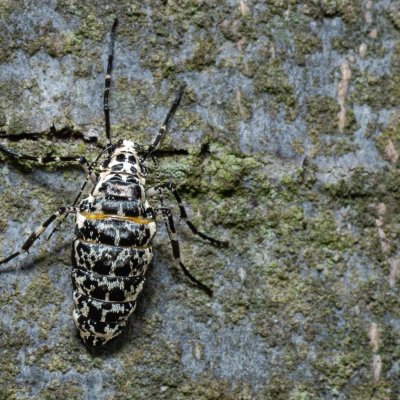 Erannis defoliaria (tmavoskvrnáč zhoubný), Kývalka