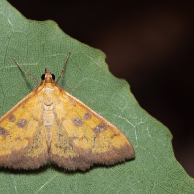 Mecyna trinalis (zavíječ trojtečný), Kývalka