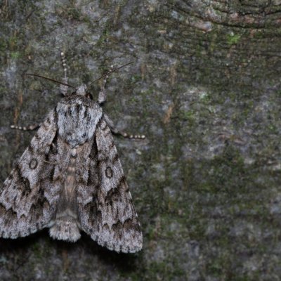 Acronicta auricoma (šípověnka jívová), Žebětín