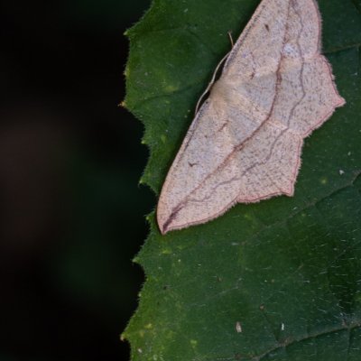 Timandra comae (žlutokřídlec šťovíkový), Kníničky