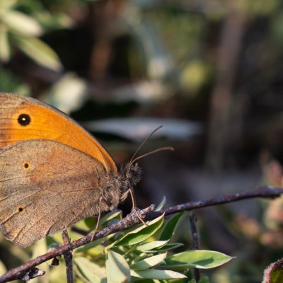 Maniola jurtina (okáč luční), PR Kamenný vrch