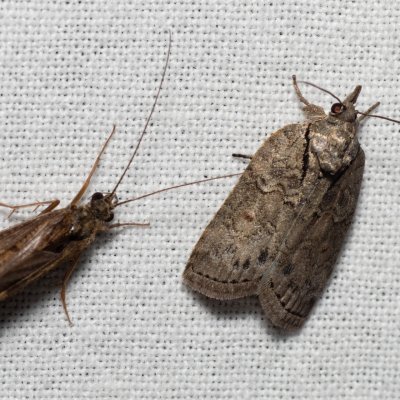 Nycteola revayana (můrka listová), Hády - lesní lom