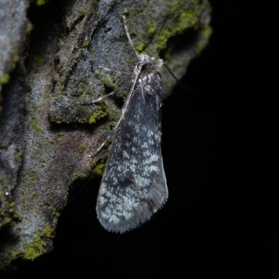 Dahlica sp., Žebětín