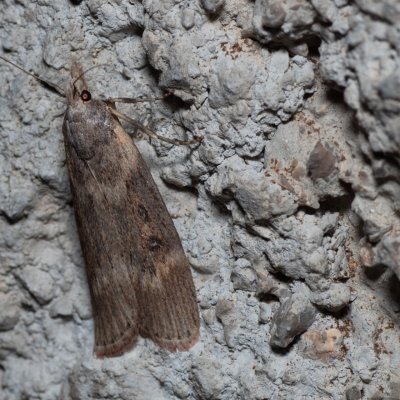 Lamoria anella (-), HR, Jablanac