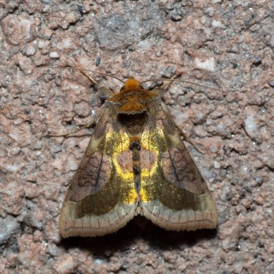 Diachrysia stenochrysis (kovolesklec podvojný), IT, Pfelders - Plan, Jižní Tyrolsko