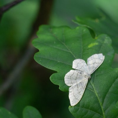 Idaea aversata (žlutokřídlec kručinkový), Podkomorské lesy