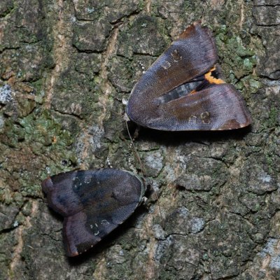 Noctua janthina (osenice černolemá), Augšperský potok