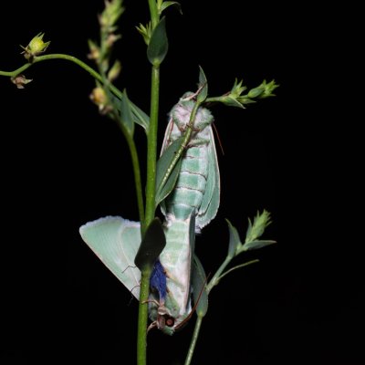 Calamia tridens (travařka zelená), PR Svatý kopeček