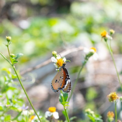 Danaus chrysippus (danaus východní), TH, Krabi