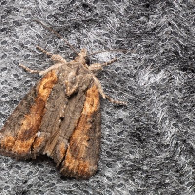 Bryophila raptricula (šípověnka hnědá), Žebětín