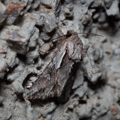 Chloantha hyperici (osenice třezalková), HR, Jablanac