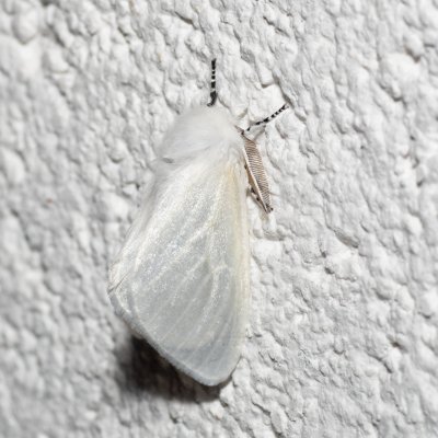 Leucoma salicis (bekyně vrbová), IT, Pfelders - Plan, Jižní Tyrolsko