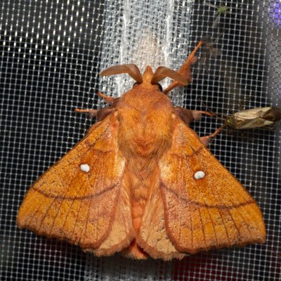 Odonestis pruni (bourovec švestkový), NPP Pouzdřanská step - Kolby