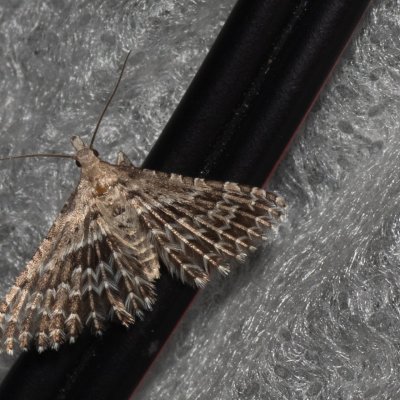 Alucita grammodactyla (pernatěnka hlaváčová), Hády