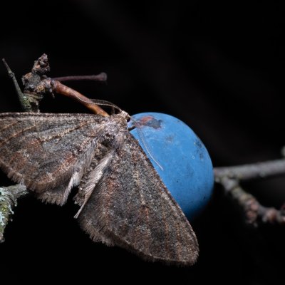 Agriopis bajaria (tmavoskvrnáč třešňový), PR Kamenný vrch