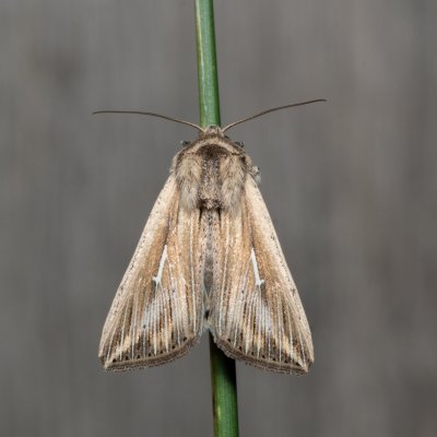 Mythimna l-album (plavokřídlec bílé L), PR Kamenný vrch