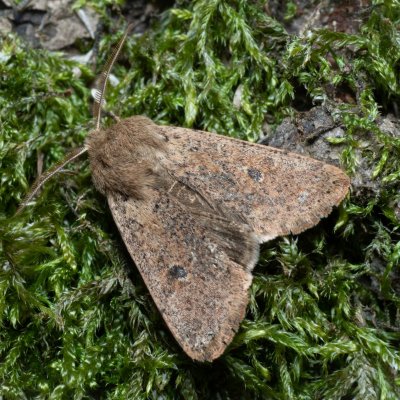 Orthosia cruda (jarnice menší), Kamenný vrch