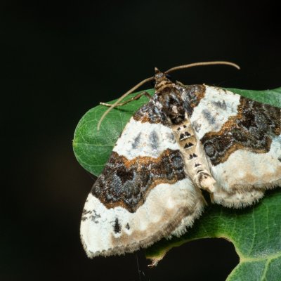 Cosmorhoe ocellata (píďalka očkovaná), PR Kamenný vrch