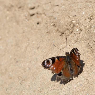 Aglais io (babočka paví oko), Senorady
