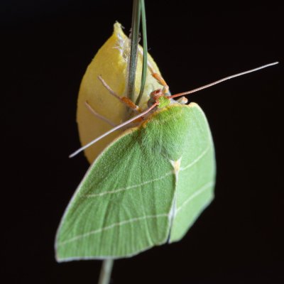 Bena bicolorana (zeleněnka dubová), Žebětín