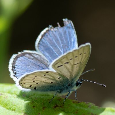Cupido decoloratus (modrásek tolicový), Kývalka