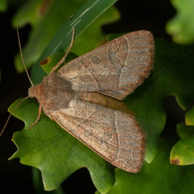 Mesogona acetosellae (osenice trnková), PP Kavky