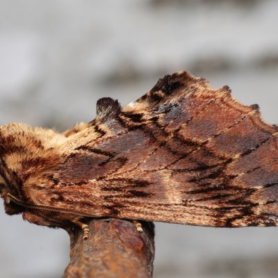 Ptilodon capucina (hřbetozubec olšový), PR Pavlovské mokřady