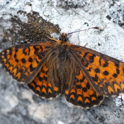 Melitaea trivia (hnědásek jižní), PR Svatý kopeček