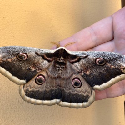Saturnia pyri (martináč hrušňový), Žebětín