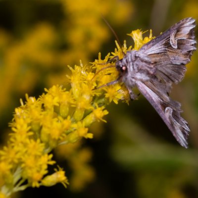 Actinotia polyodon (blýskavka půvabná), PP Černice