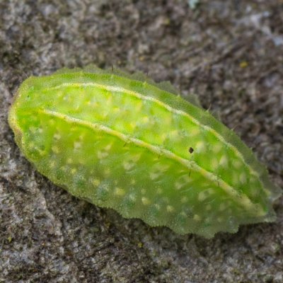 Apoda limacodes (slimákovec dubový), Žebětín