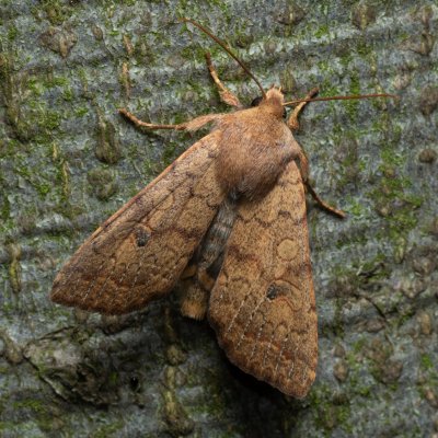 Agrochola circellaris (polnice jívová), Žebětín