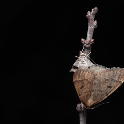 Theria rupicapraria (tmavoskvrnáč březnový), Kamenný vrch