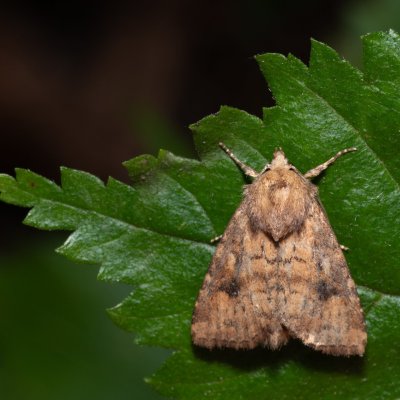 Atypha pulmonaris (blýskavka plicníková), NPR Děvín
