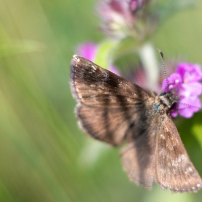 Erynnis tages (soumračník máčkový), Bosonohy