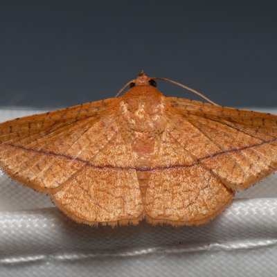 Striglina scitaria (-), TH, Khao Sok