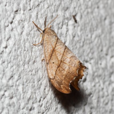 Falcaria lacertinaria (srpokřídlec březový), IT, Pfelders - Plan, Jižní Tyrolsko