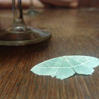 Campaea margaritaria (běločárník habrový), SK, Štôla