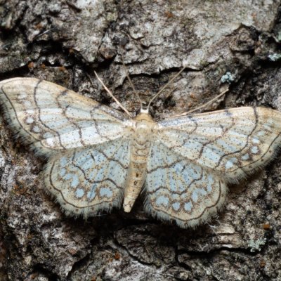 Idaea moniliata (žlutokřídlec běloskvrnný), Žebětín