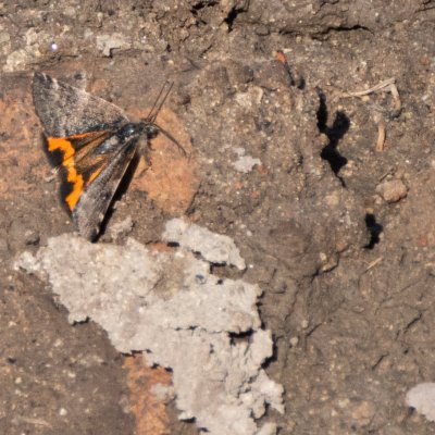 Boudinotiana notha (černoproužka osiková), Pouzdřany/Ivaň