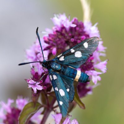 Zygaena ephialtes (vřetenuška čičorková), Vilémovice