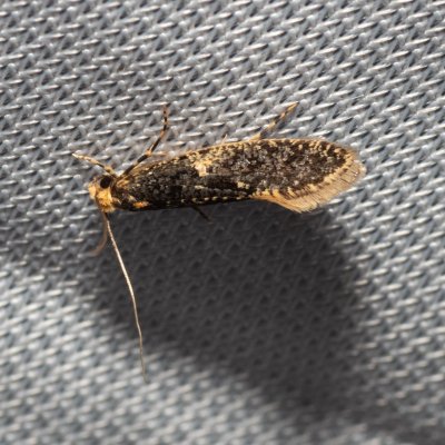 Monopis laevigella (-), NPP Jeskyně Pekárna