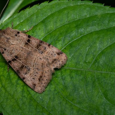 Eugnorisma depuncta (osenice tečkovaná), Žebětín