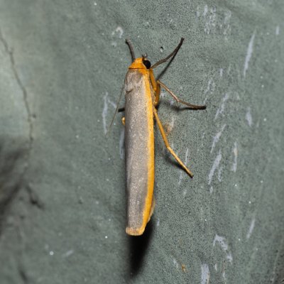 Eilema complana (lišejníkovec vroubený), Říčky