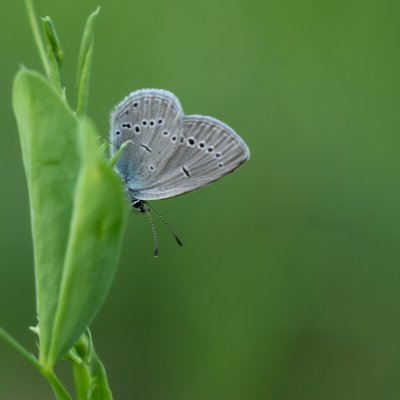 Cupido minimus (modrásek nejmenší), PP Obůrky - Třeštěnec