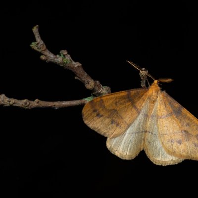 Agriopis aurantiaria (tmavoskvrnáč zlatavý), Helenčina studánka