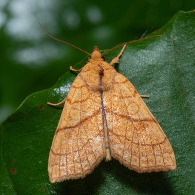 Tiliacea citrago (zlatokřídlec lipový), Kývalka