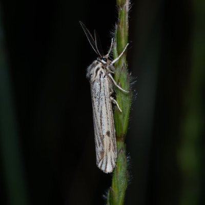 Spiris striata (přástevník jestřábníkový), Havranické vřesoviště