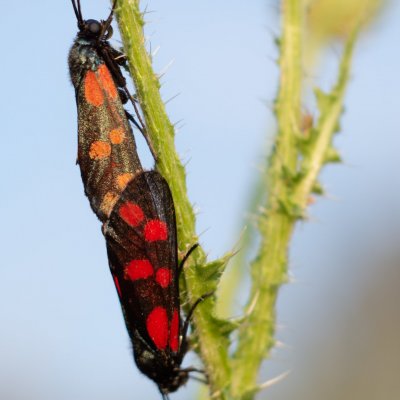 Zygaena filipendulae (vřetenuška obecná), PR Kamenný vrch
