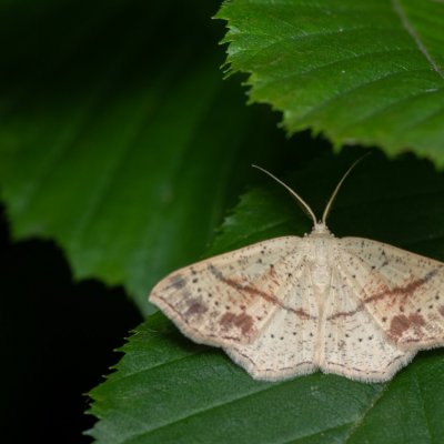 Cyclophora punctaria (očkovec dubový), Žebětín